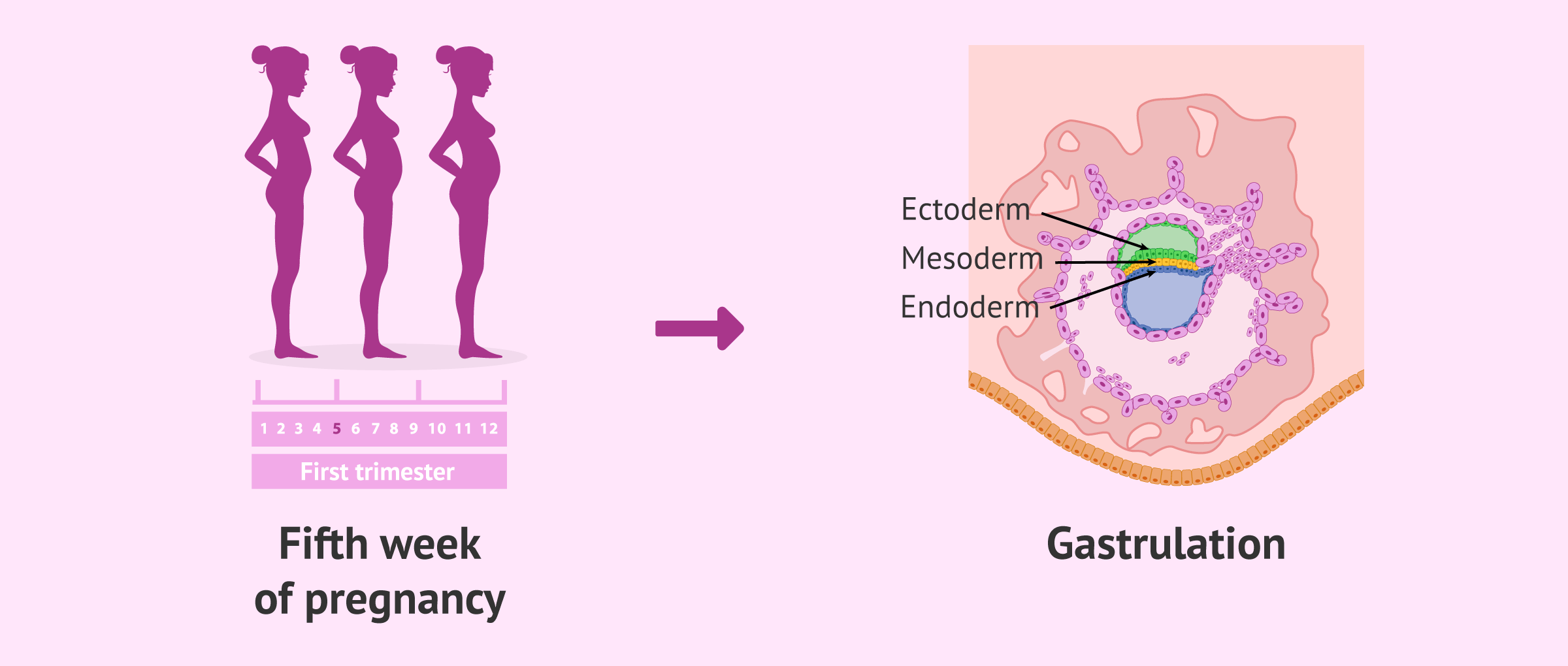 Imagen: When does gastrulation occur?