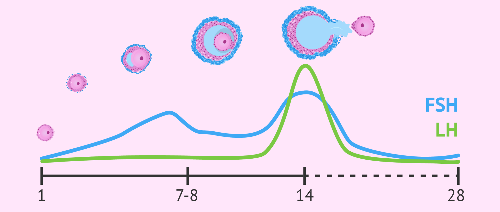 FSH and LH levels during menstrual cycle.