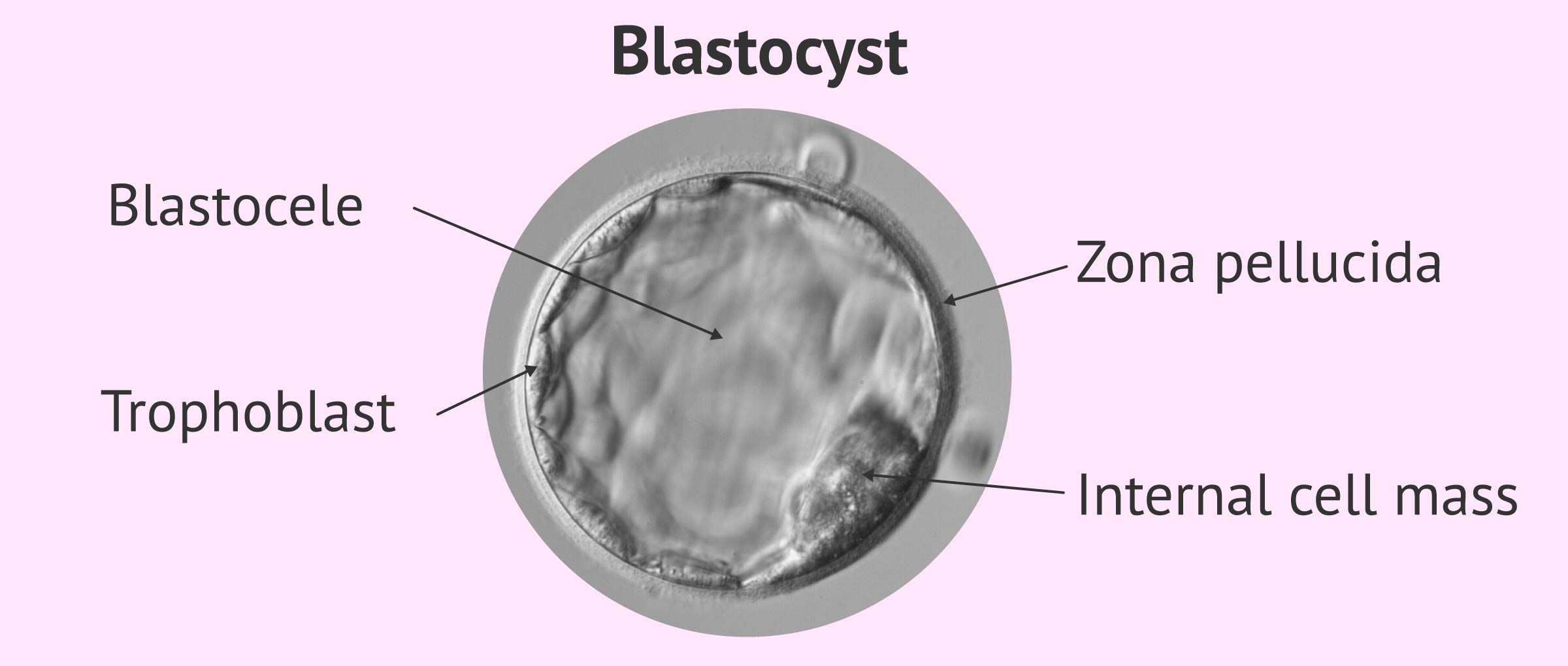 Stucture of the blastocyst