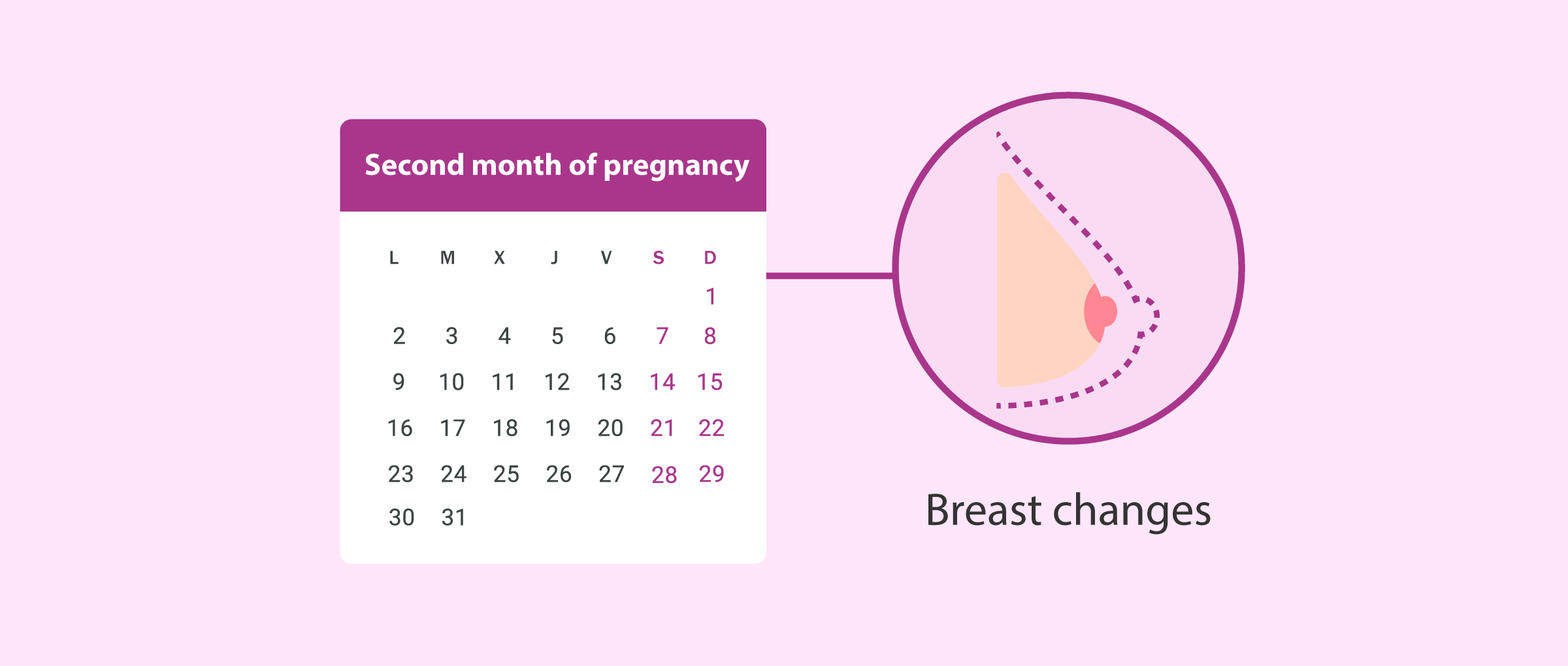 Breast Changes During Pregnancy