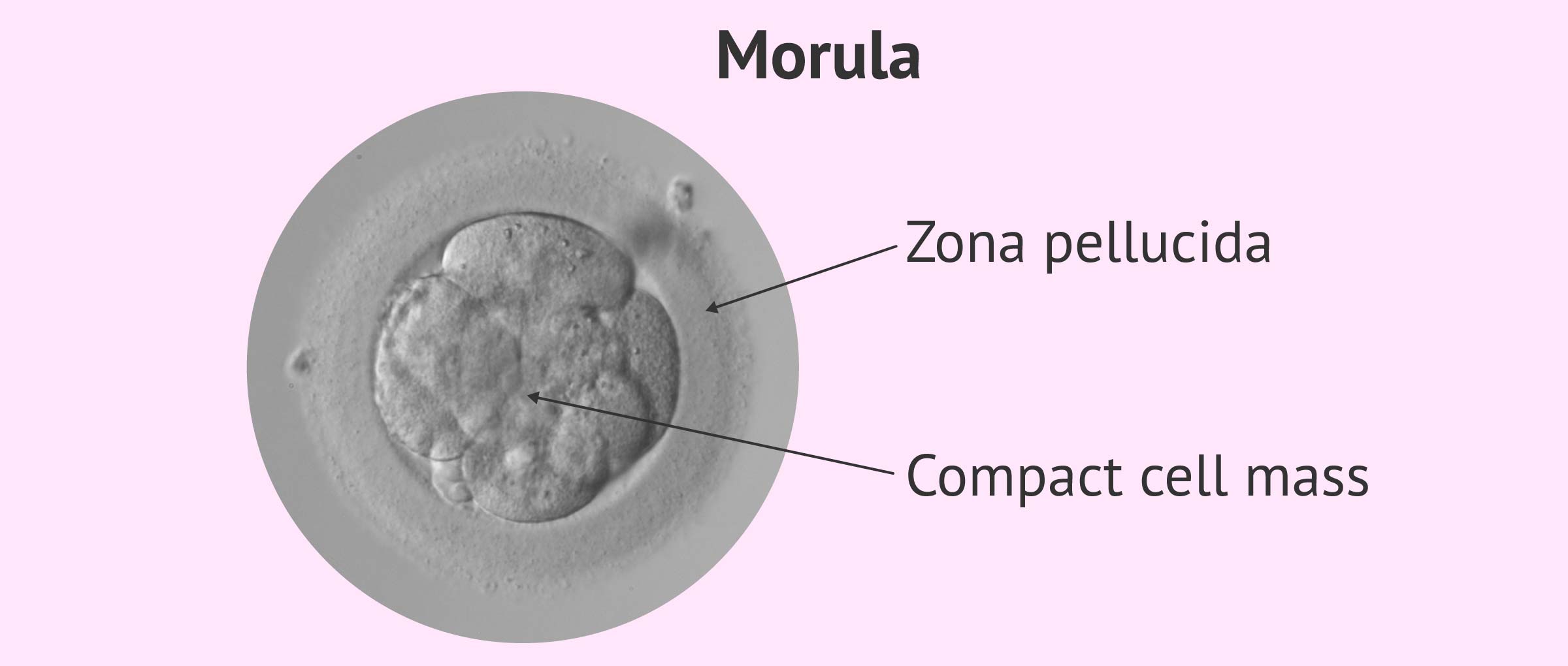 Structure of a compact morula