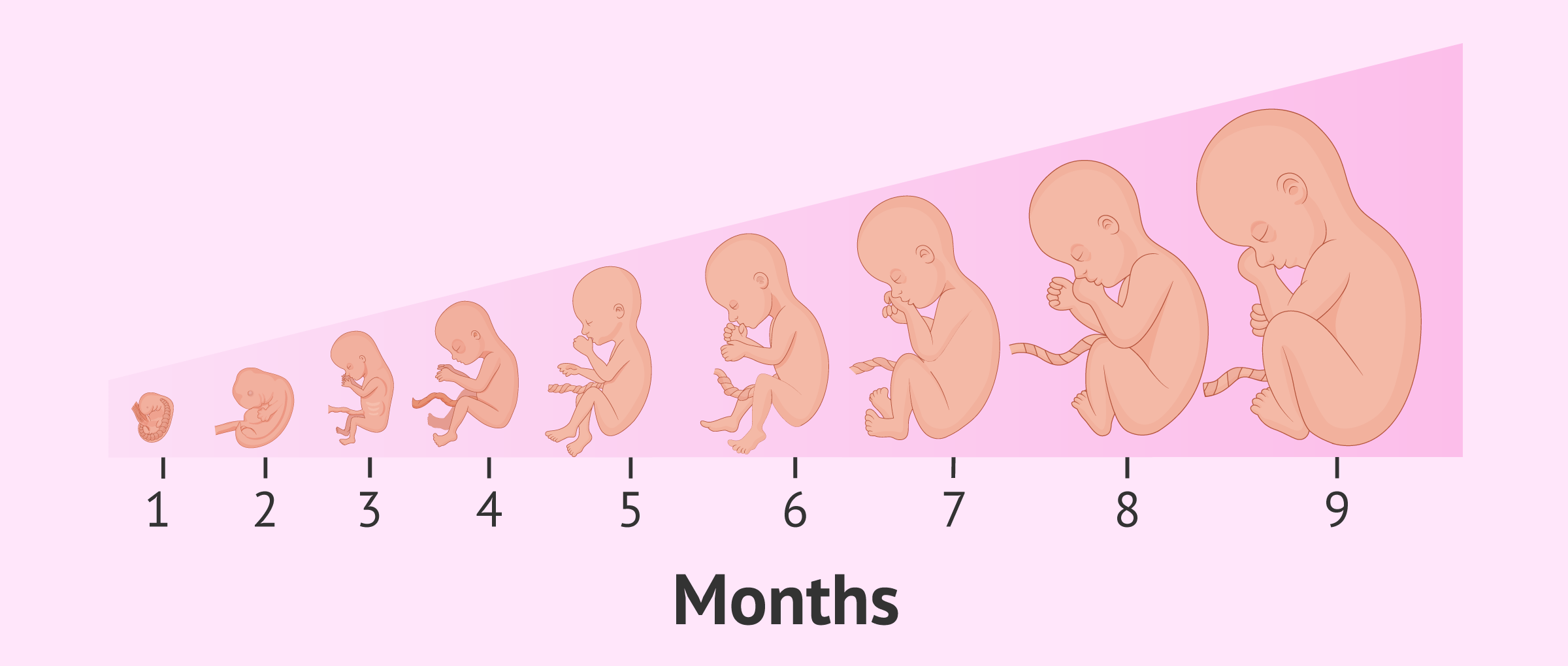 Pregnancy Stages by Month - Fetal Development with Pictures