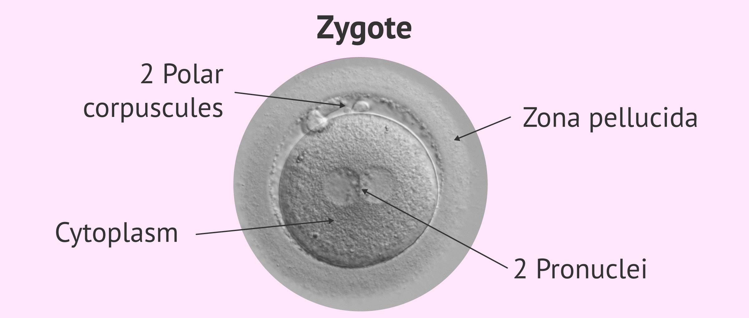 Structure of a zygote
