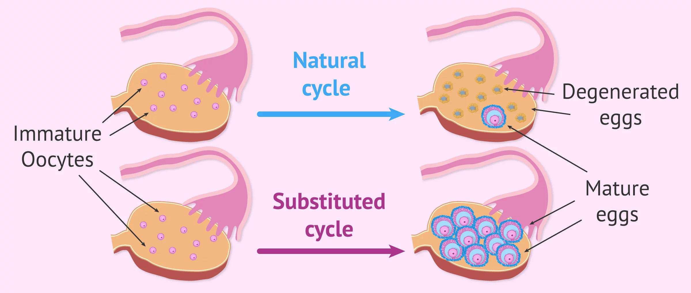 Medications for Ovarian Stimulation
