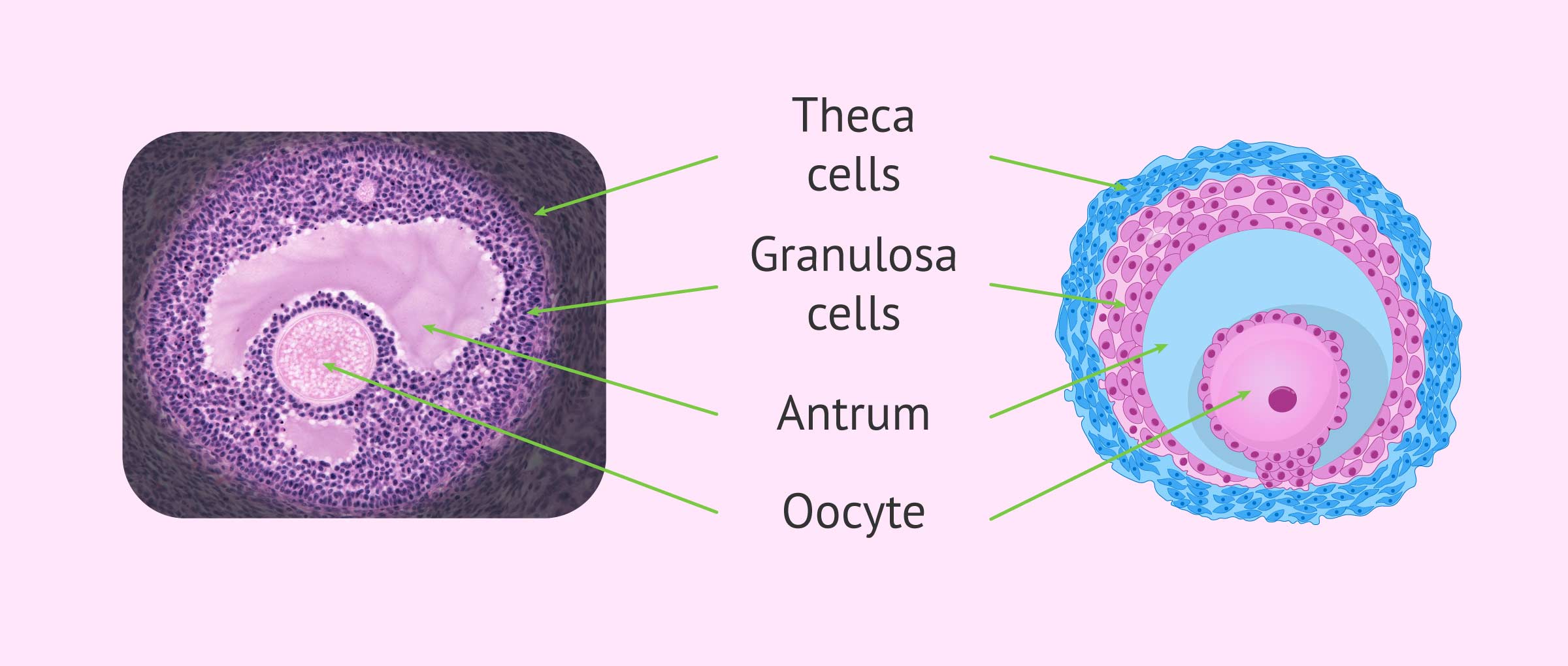 Imagen: definition follicle