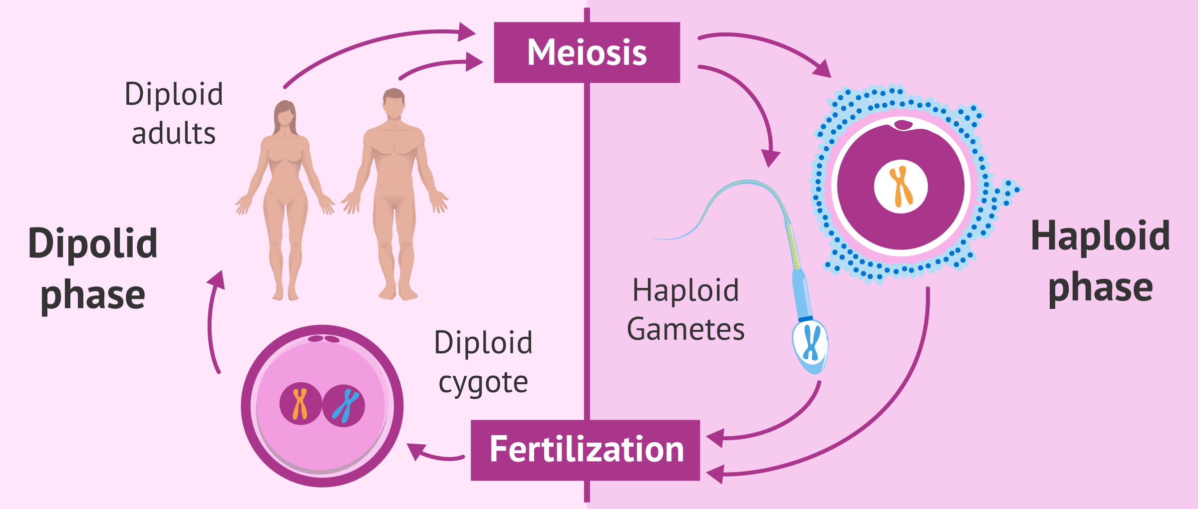 What Does Haploid Mean diploid