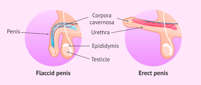 Imagen: Mechanism of penile erection
