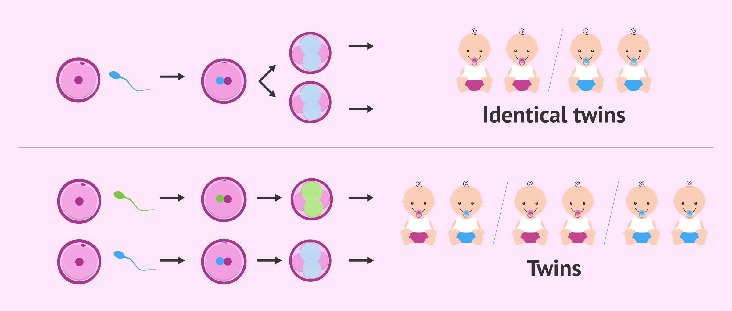 Imagen: Identical twins and twins origin