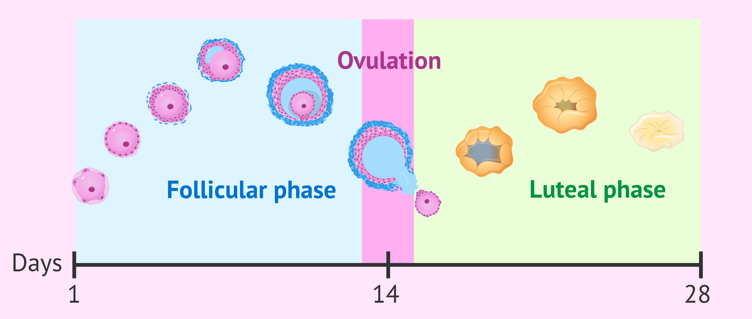 Fases del ciclo menstrual