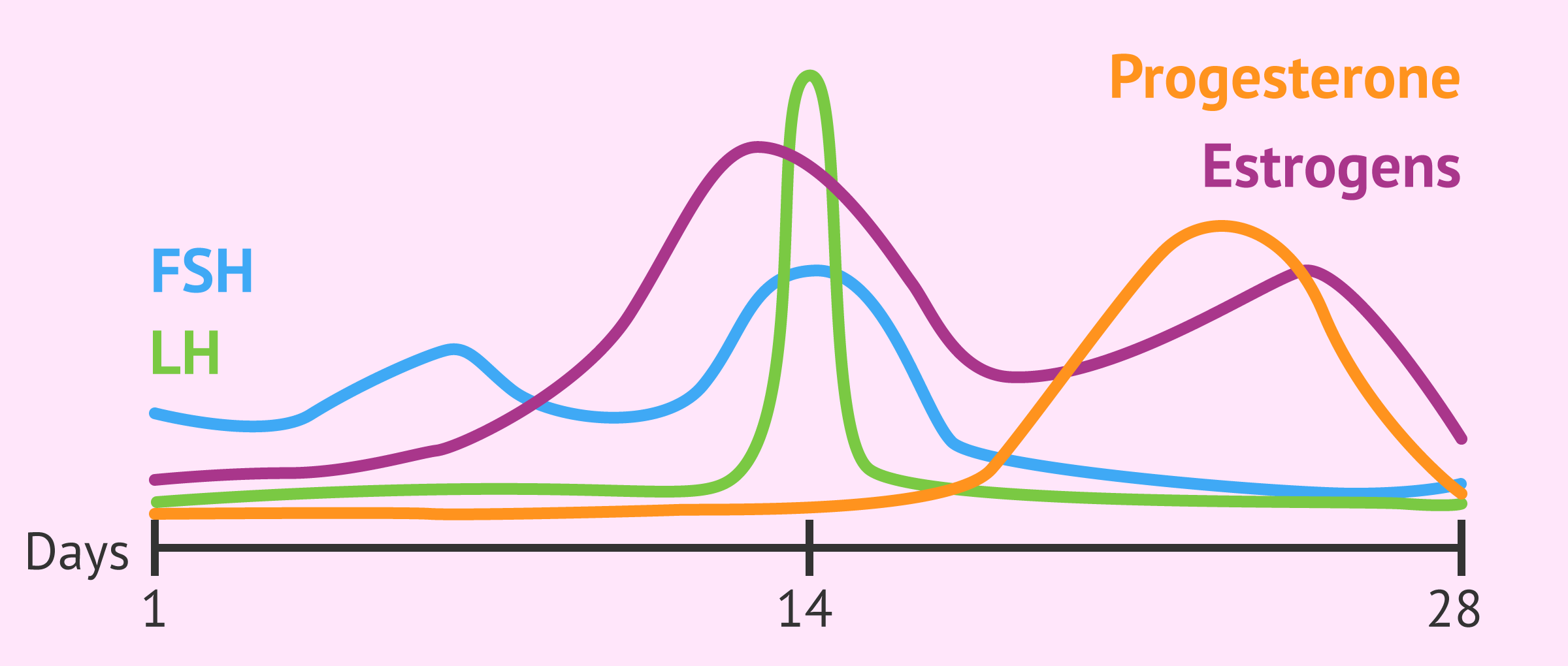 Female Menstrual Cycle Chart