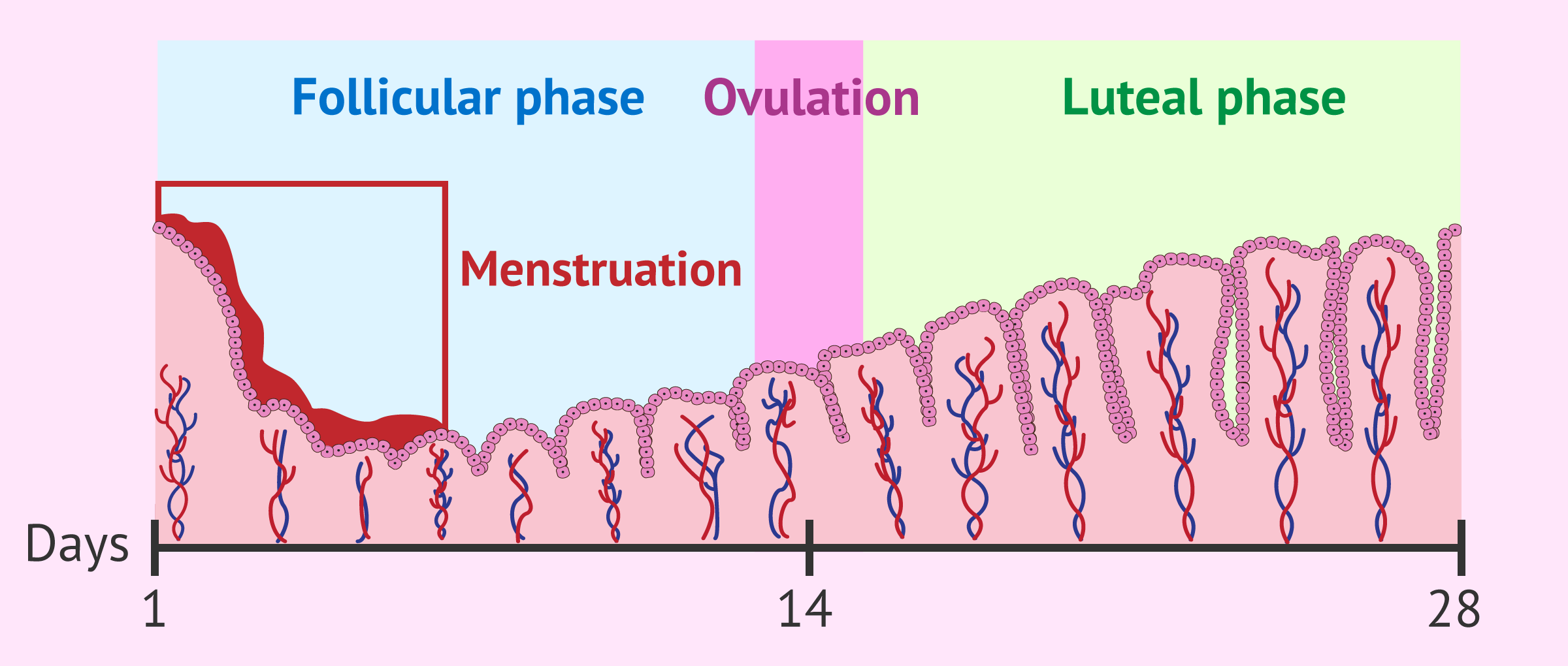 Cuanto dura el ciclo menstrual