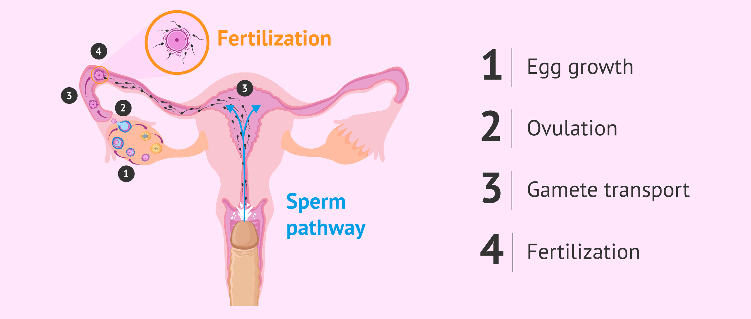 Imagen: Natural fertilization process