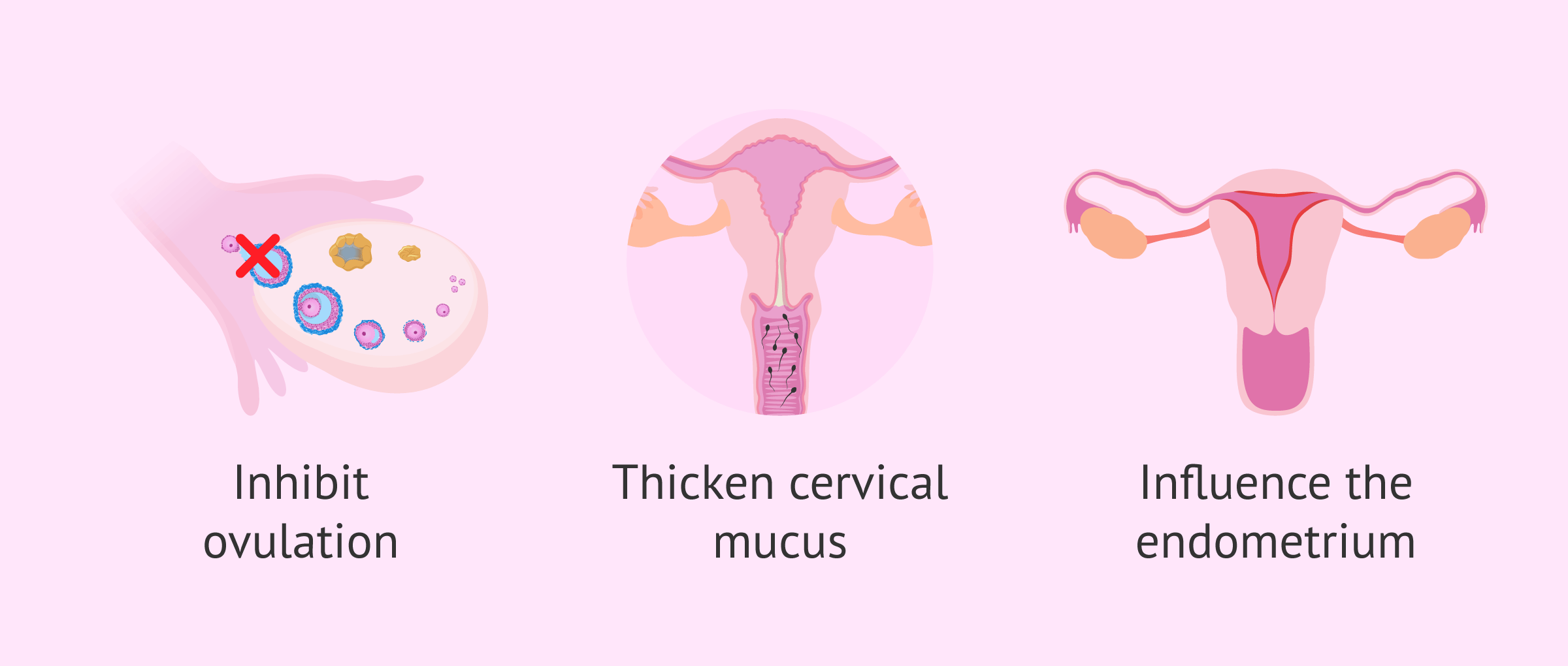 Imagen: Functioning of the vaginal ring