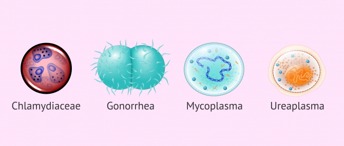 Imagen: Microorganisms that can cause infertility