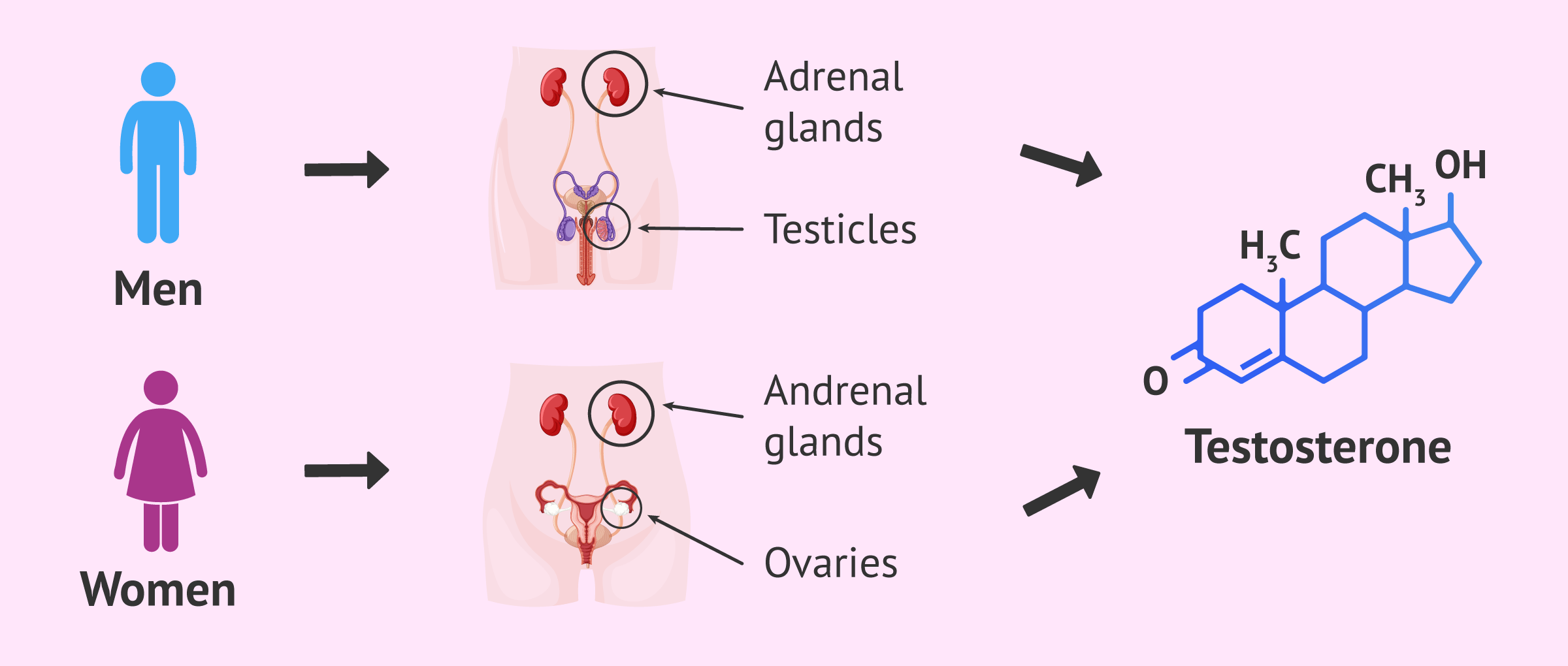 What Is The Function Of Testosterone Tst