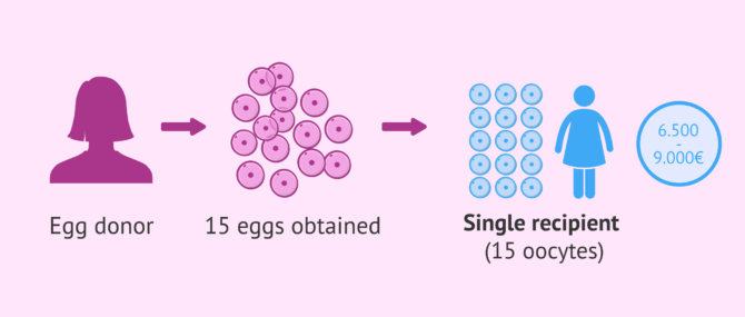 Imagen: Exclusive Ovodonation Price