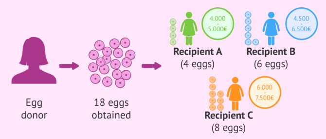 Imagen: Price of shared egg donation