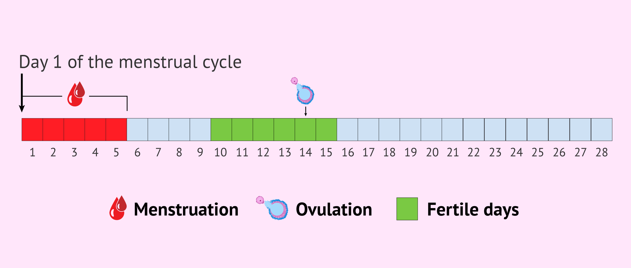 Imagen: Fertile days and ovulation for sexual intercourse