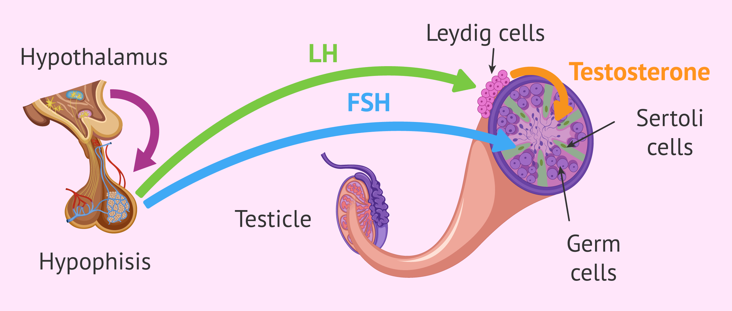 Pre-testicular causes of male infertility