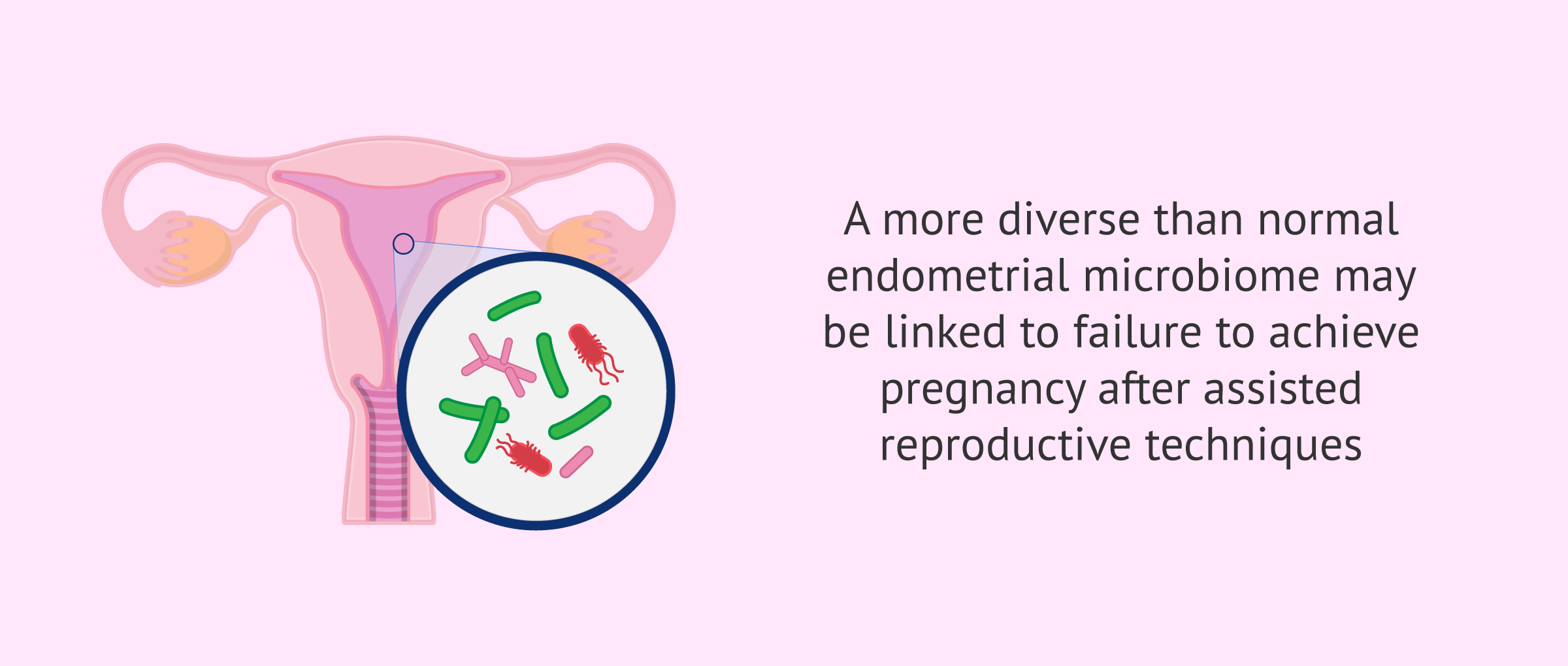 Imagen: How can the endometrial microbiome influence embryo implantation?