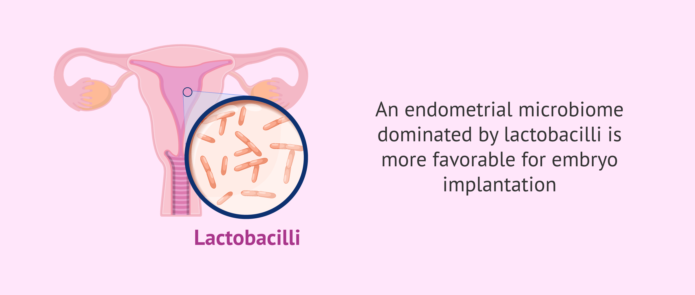 Imagen: Lactobacilli and embryo implantation