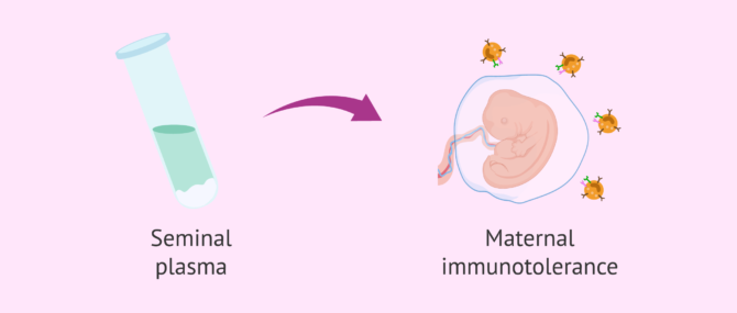 Imagen: Seminal plasma and maternal immunotolerance