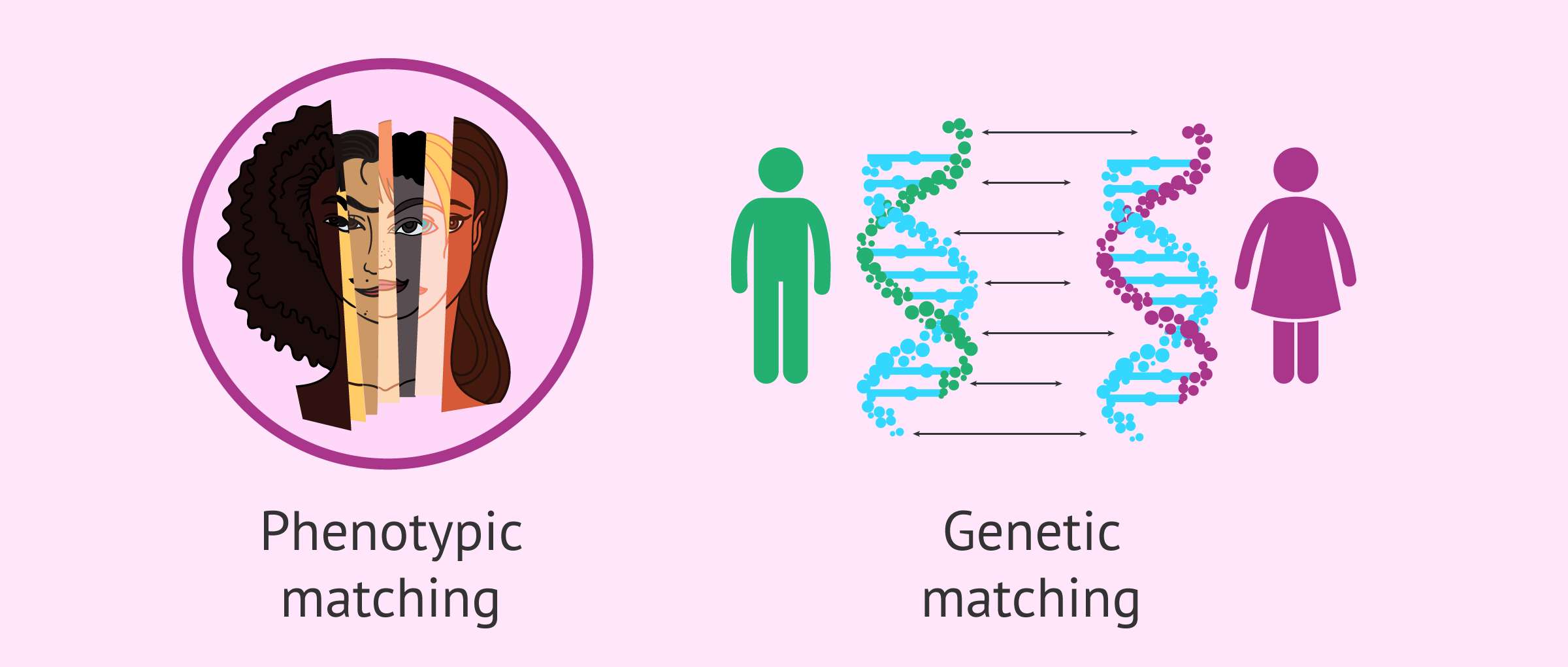 Phenotypic and genetic matching of gamete donors