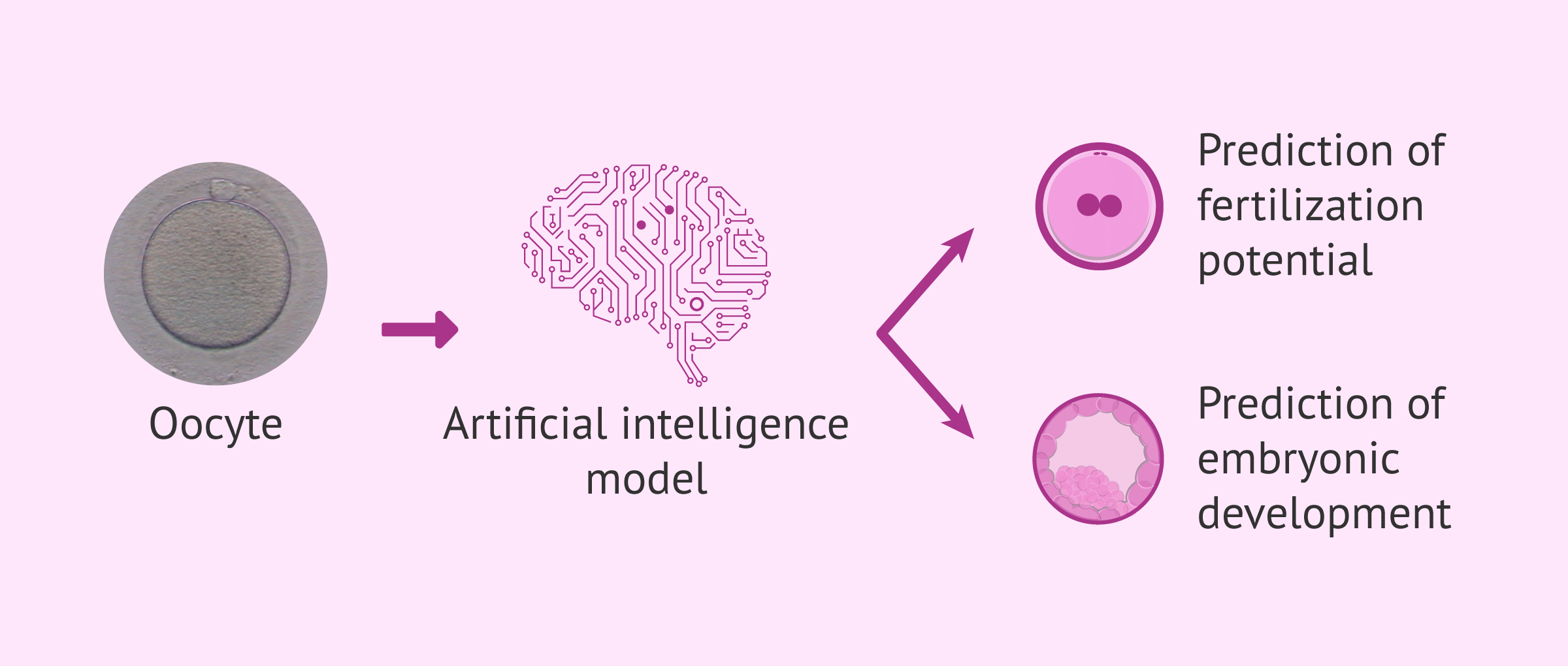 Imagen: What information can AI provide for egg selection?