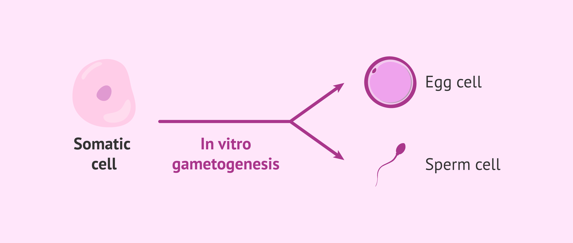 The latest major scientific advances in assisted reproduction