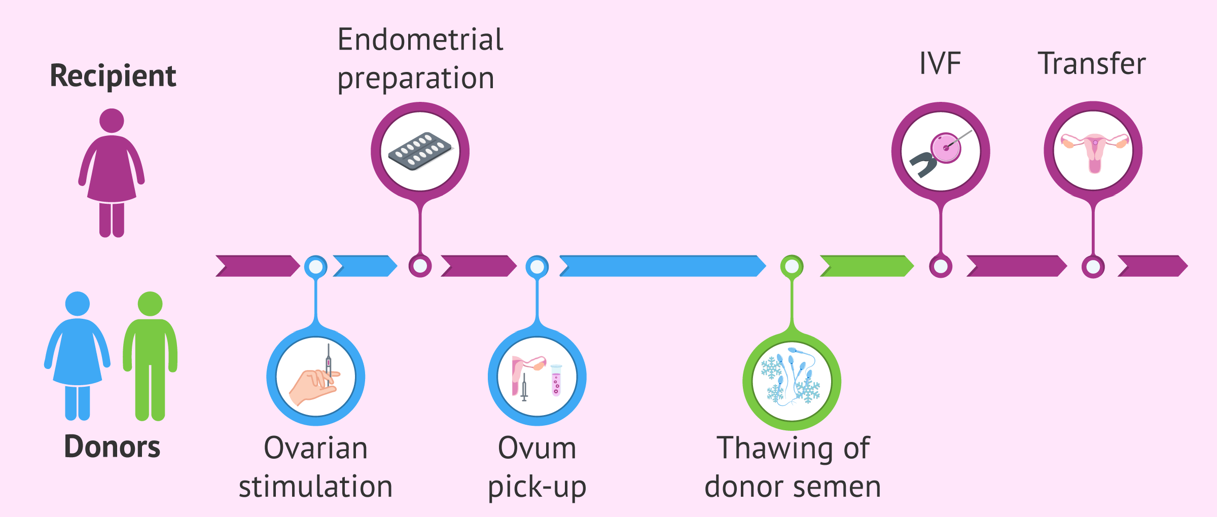 Endometrio para transferencia