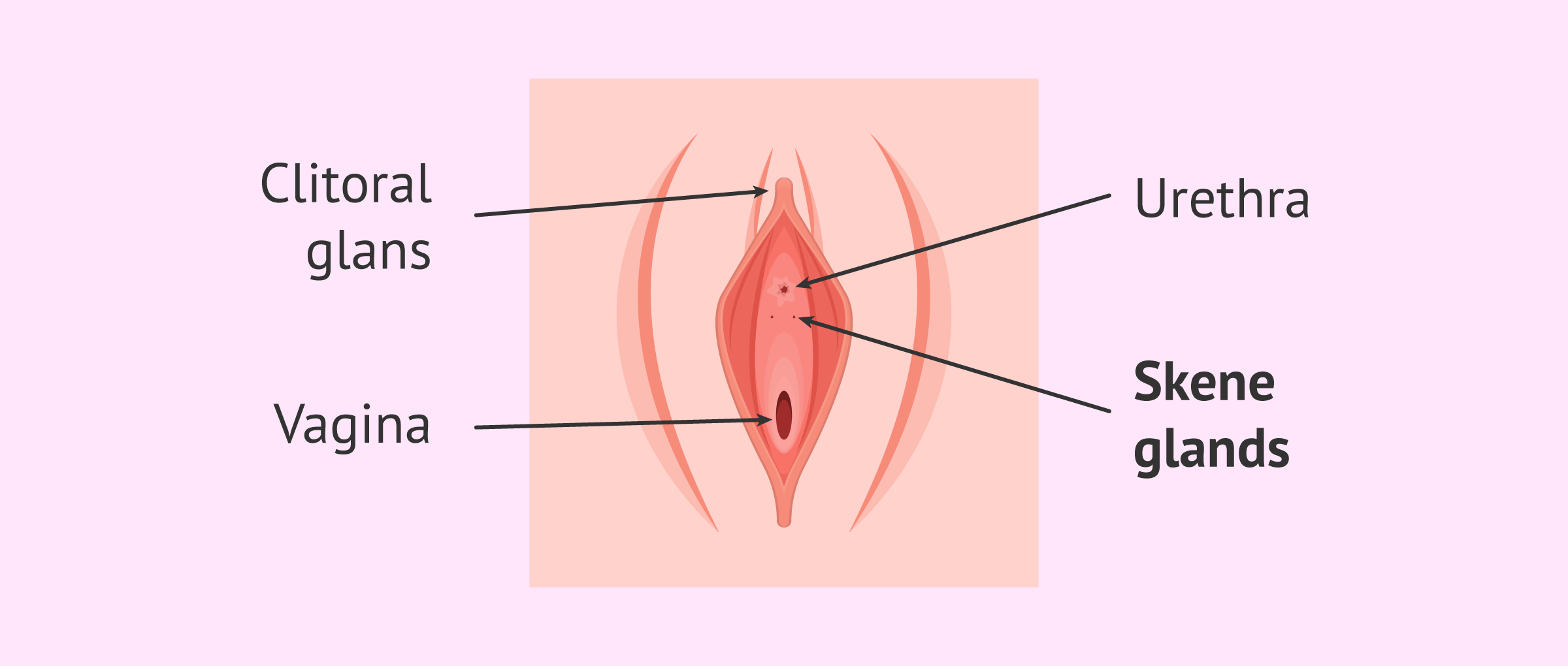 Skene Glands: Location, Function, and Related Conditions