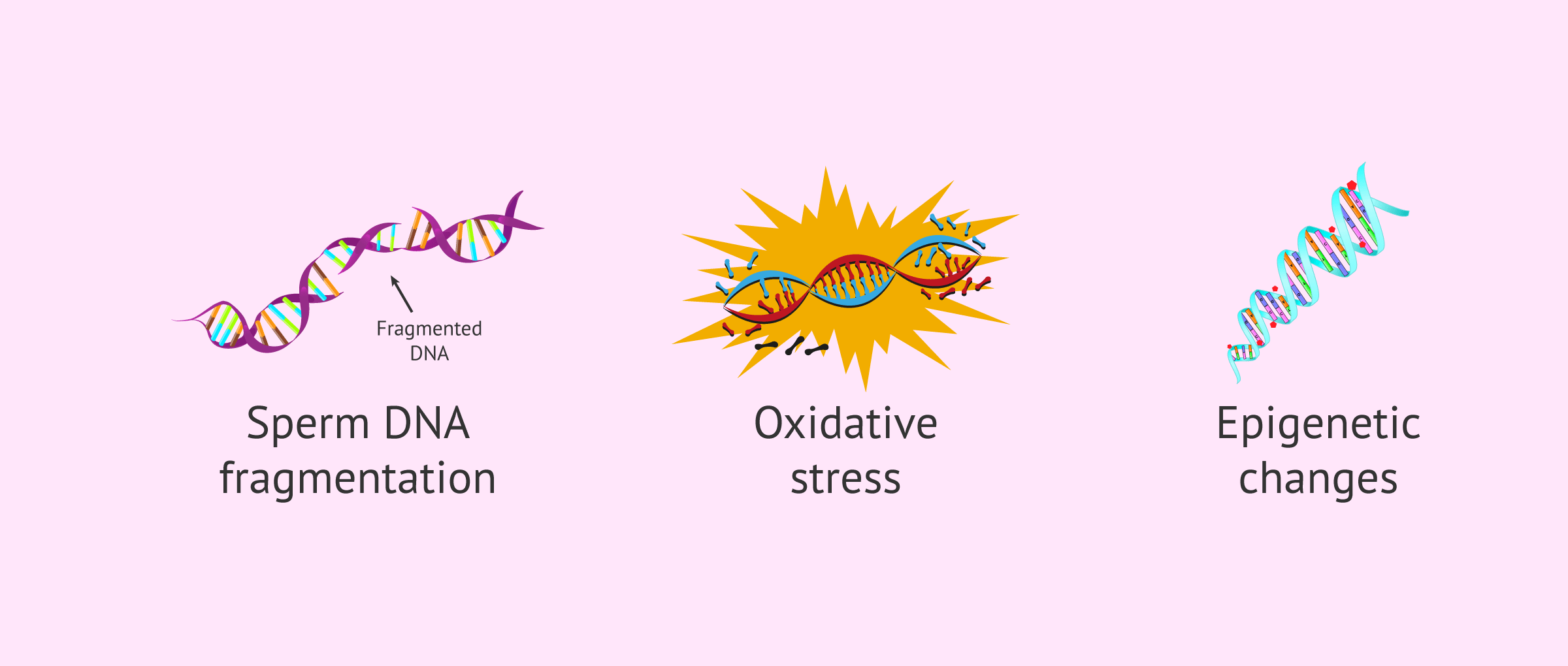 Paternal age and assisted reproduction: its impact and advice