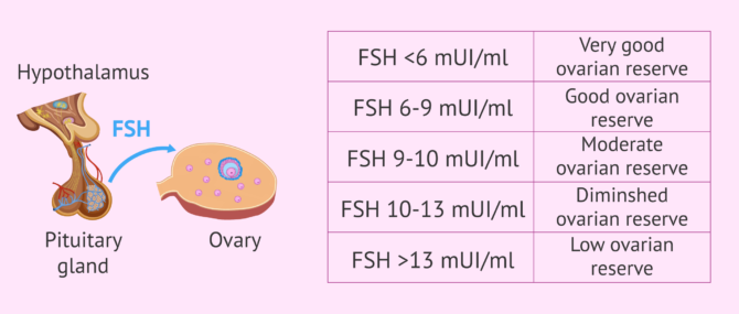 how many eggs does a woman produce every month