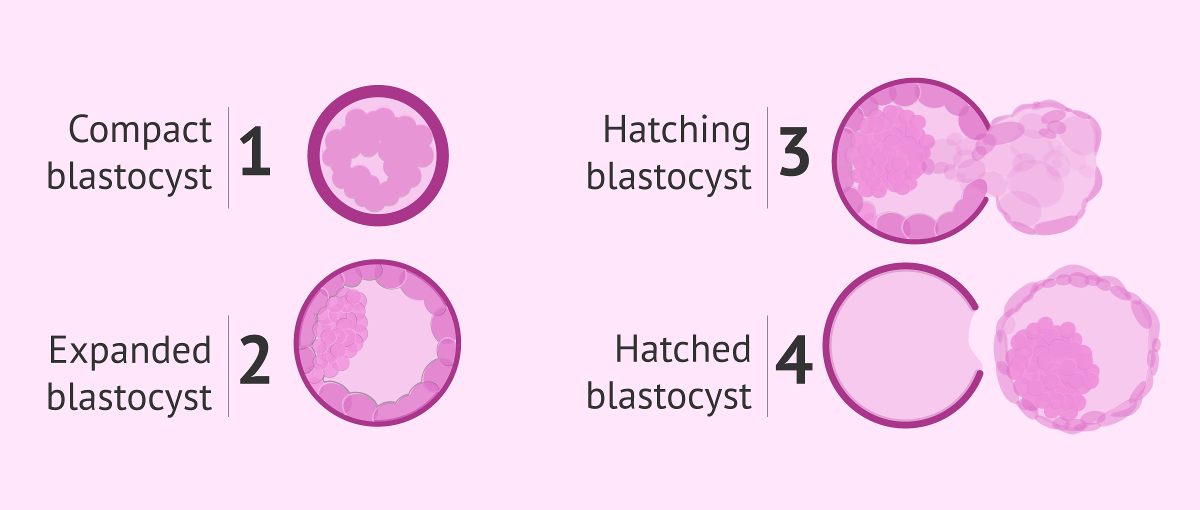 Development and hatching of the blastocyst