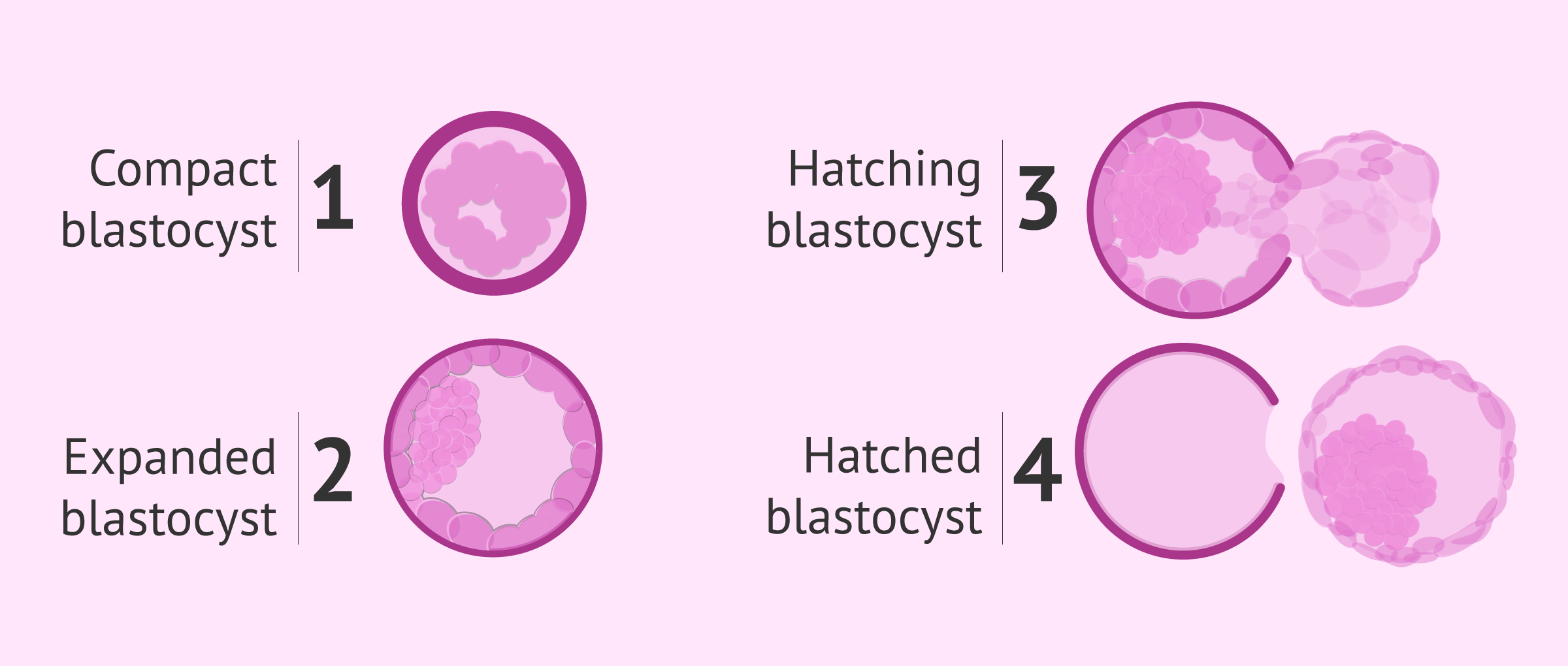 and hatching of the blastocyst