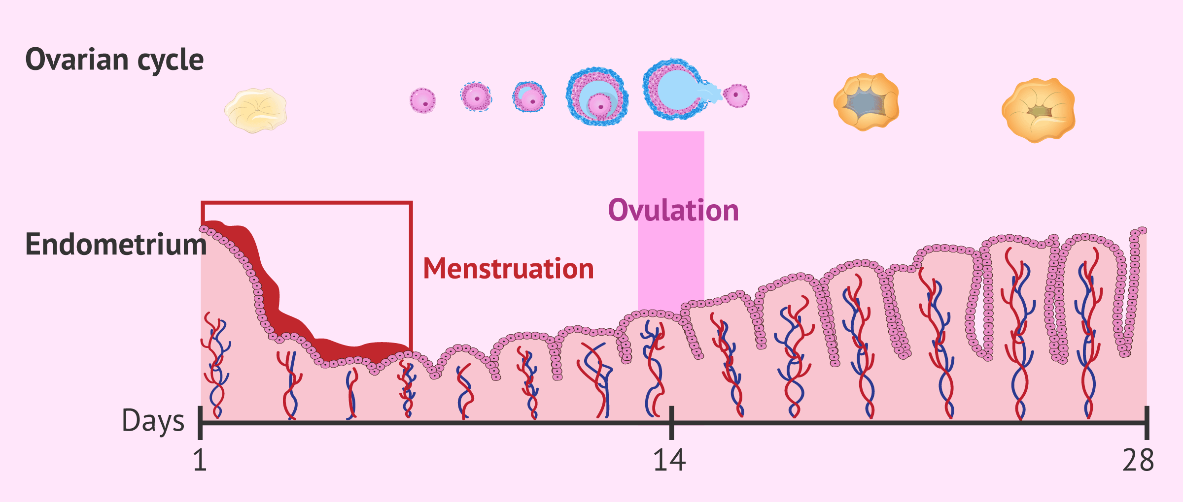 Ovulation and menstruation at the same time