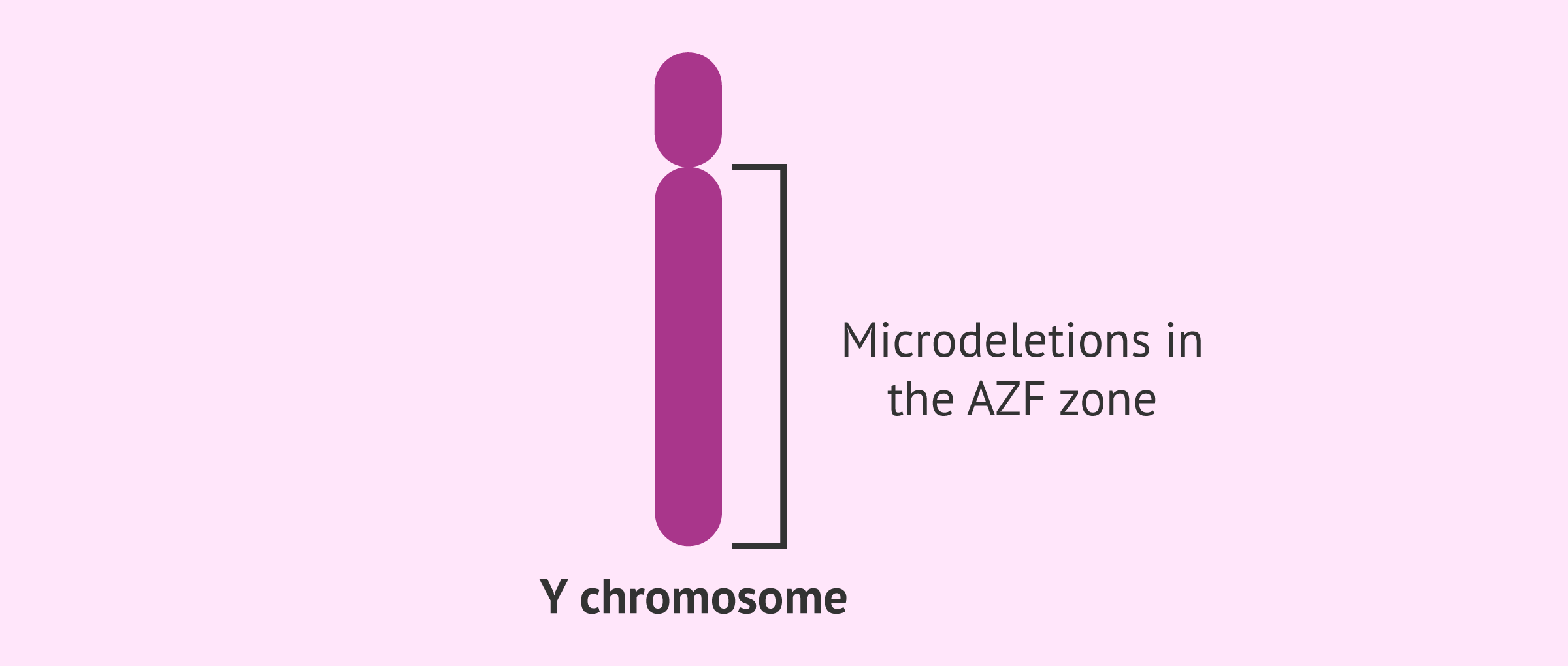 AZF region of the Y chromosome