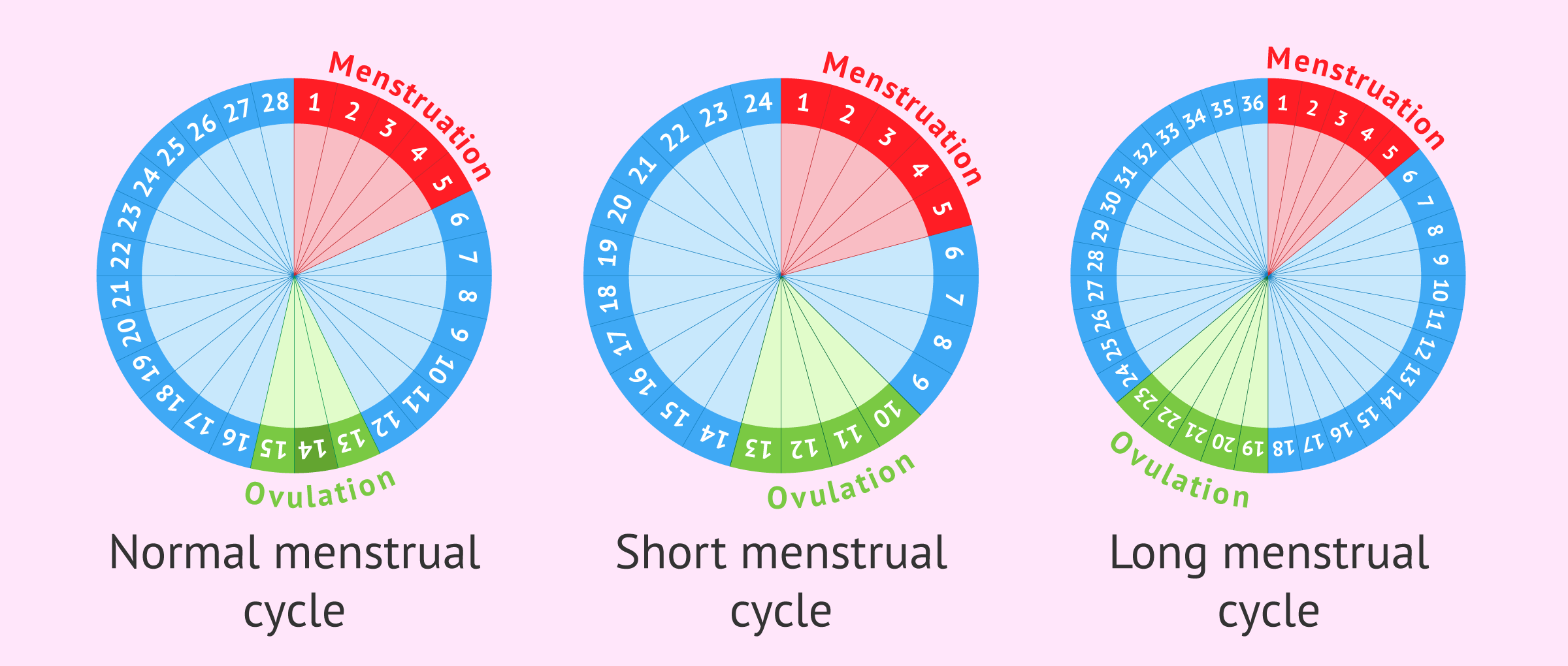 Menstruación duracion