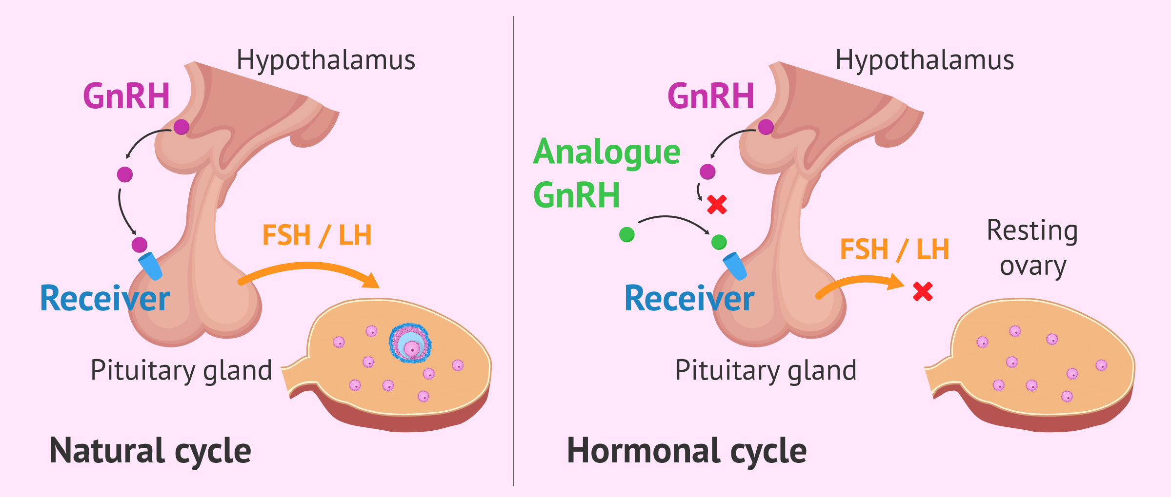 Operation of the GnRH analogs