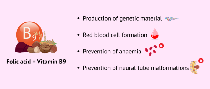 Imagen: What are the functions of folic acid?