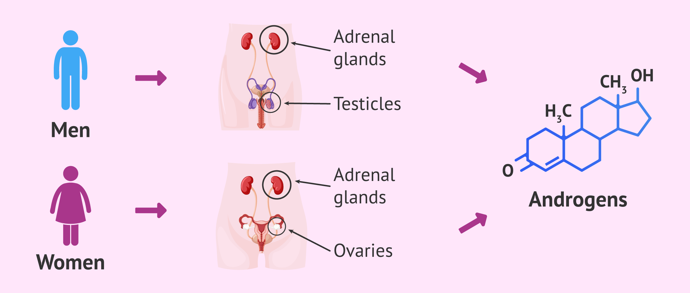 What are androgens 