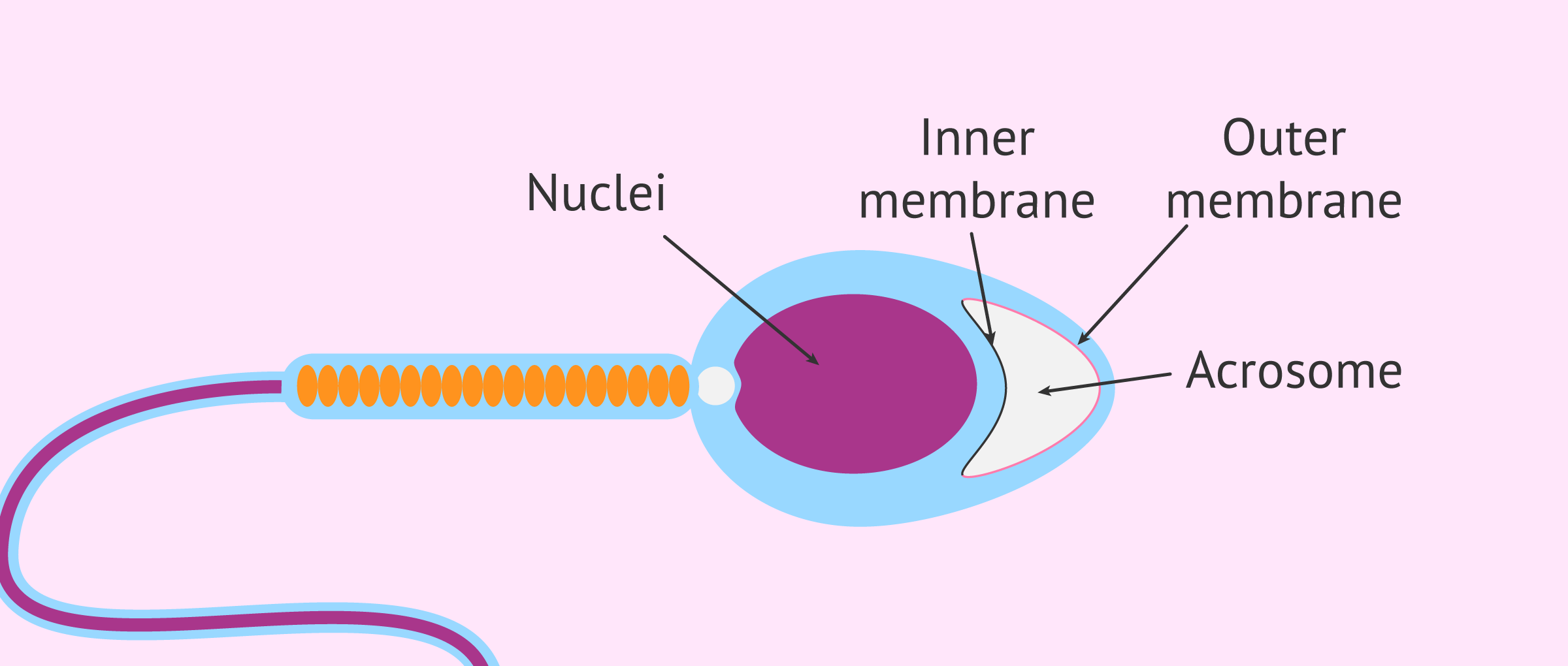 Imagen: espermatozoa-acrosome