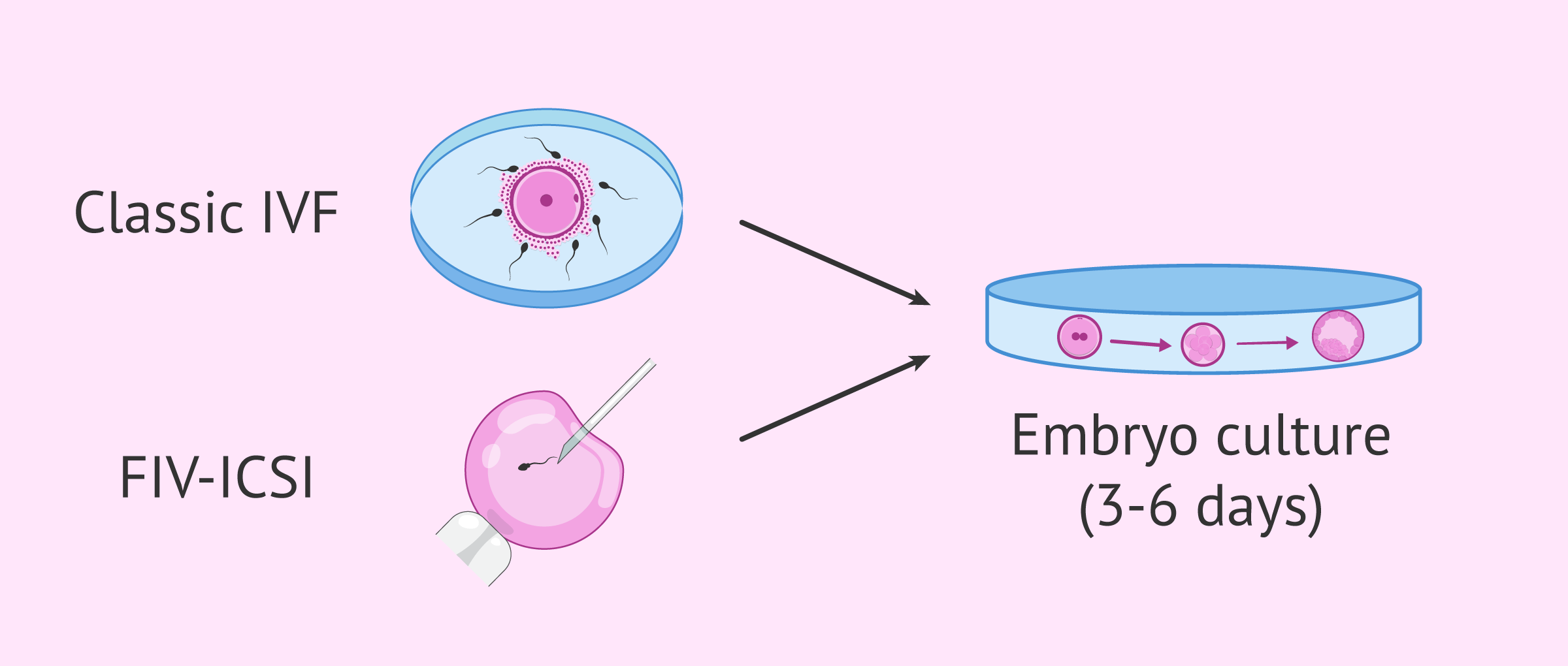Types of fertilization and embryo culture