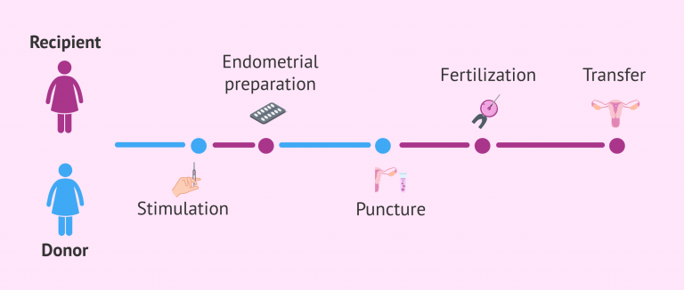 fresh-egg-donation-synchronizing-donor-and-recipient