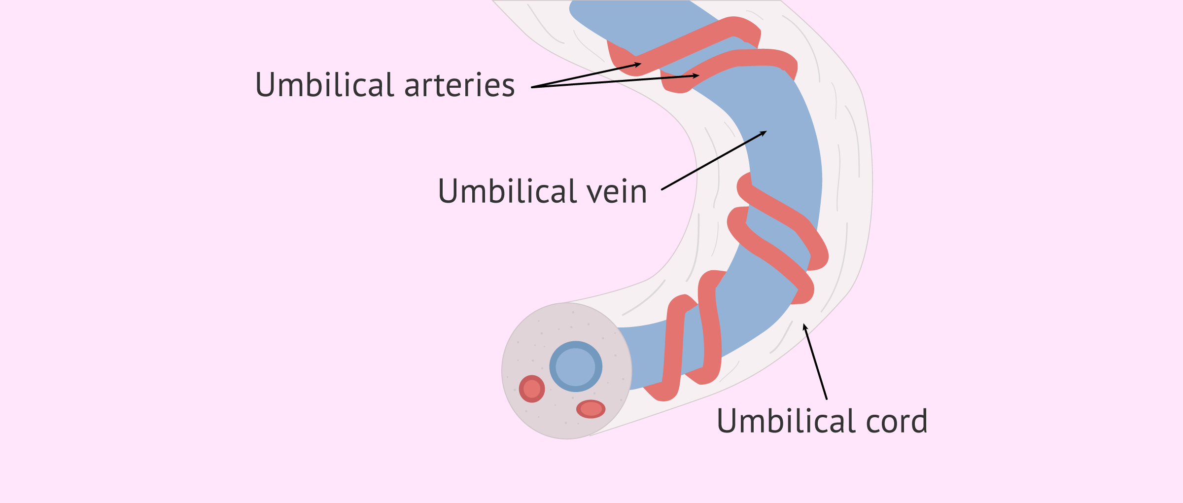 Anatomy of the umbilical cord