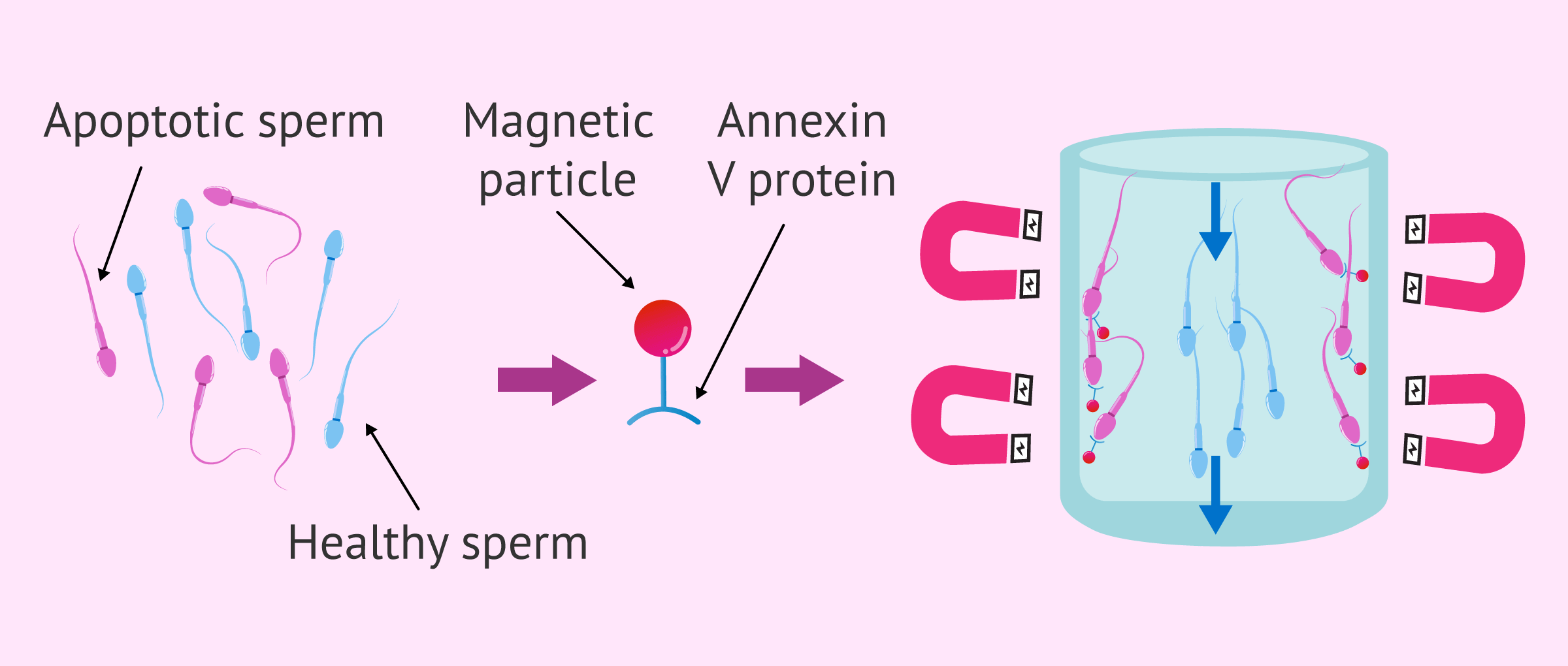 Sperm sorting with annexin V or MACS columns