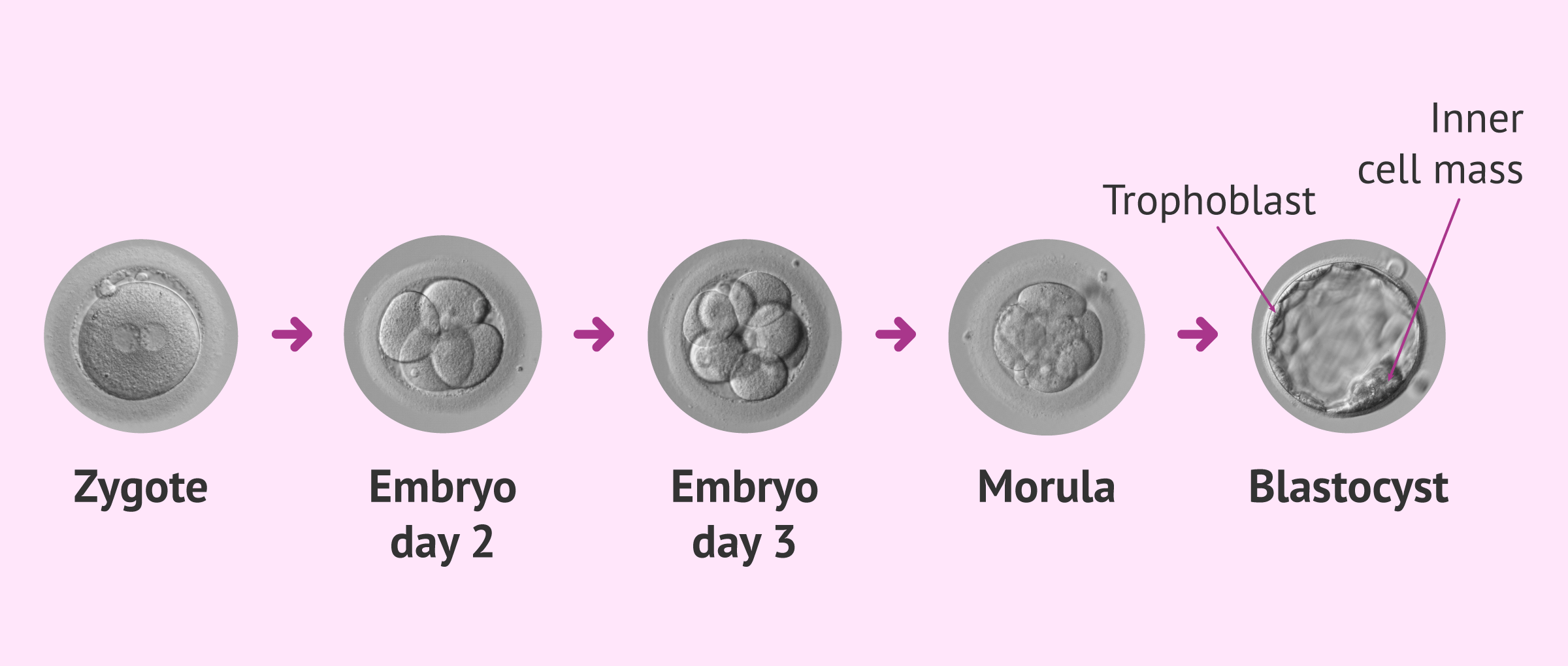Stages of embryonic development and blastocyst structures
