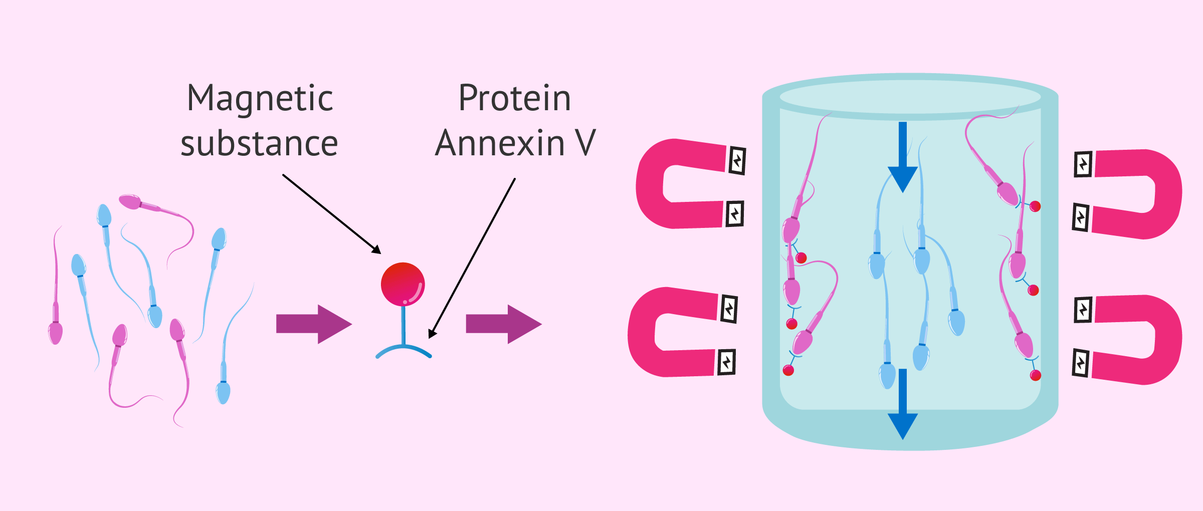 V Sperm