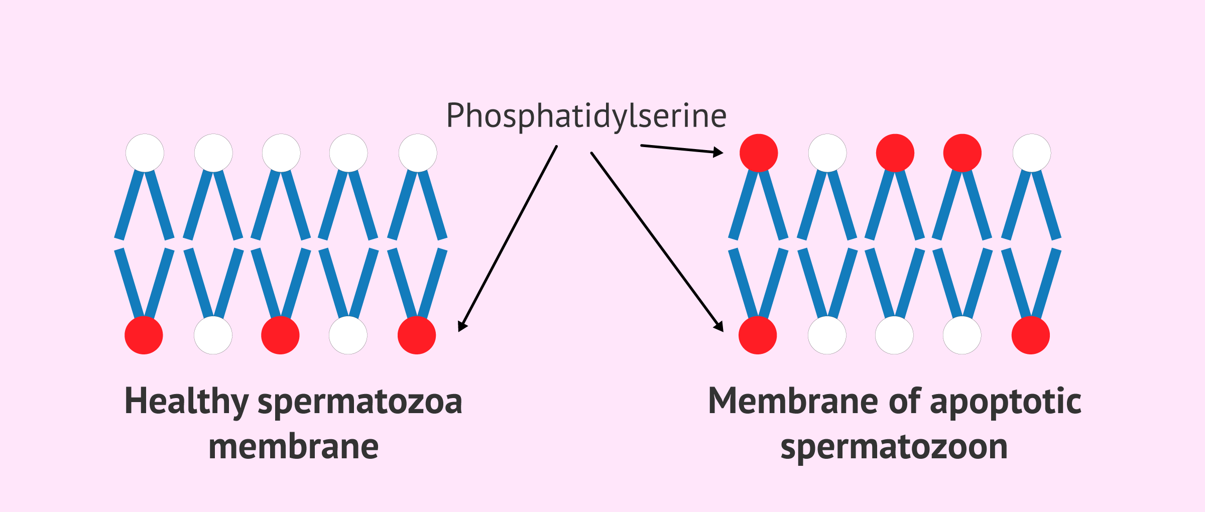 Apoptotic sperm membrane