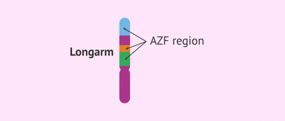 AZF region